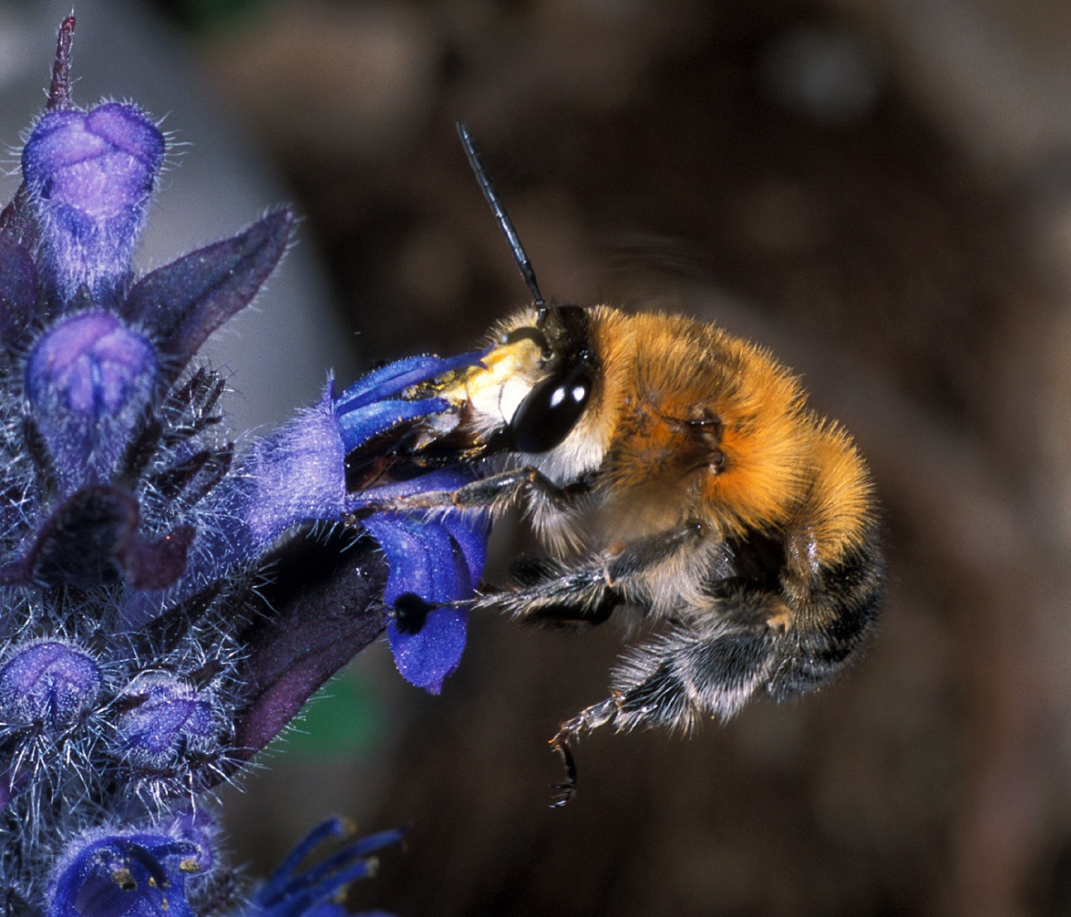 Prezrte čebele – raznovrstnost divjih čebel v Sloveniji
