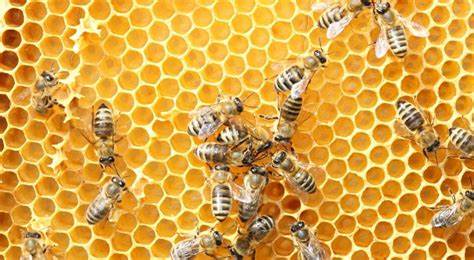 Prireditev ob svetovnem dnevu čebel