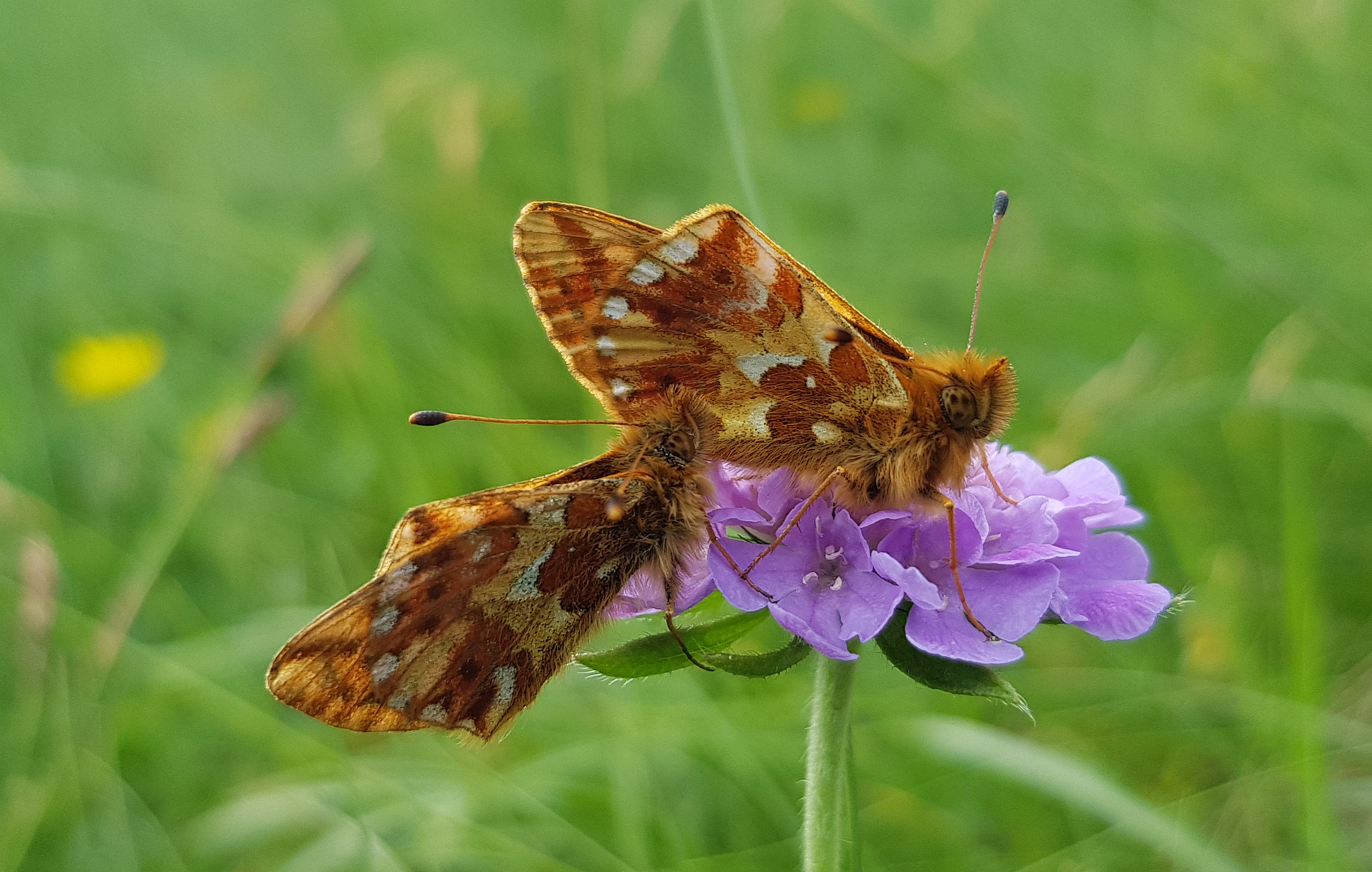 Predavanje Lepidopterolog dr. Jan Carnelutti - 100-letnica rojstva